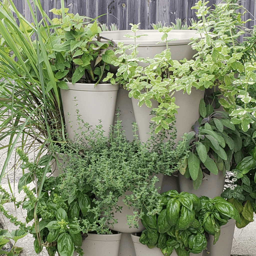 Healthy gardening herbs in a container on a patio.