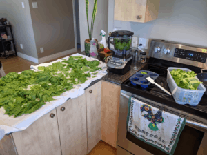A kitchen full of fresh spinach from the garden, it is all over the counter. The spinach will be used in soup recipes. The health benefits of spinach are many, so we're not mad about it.