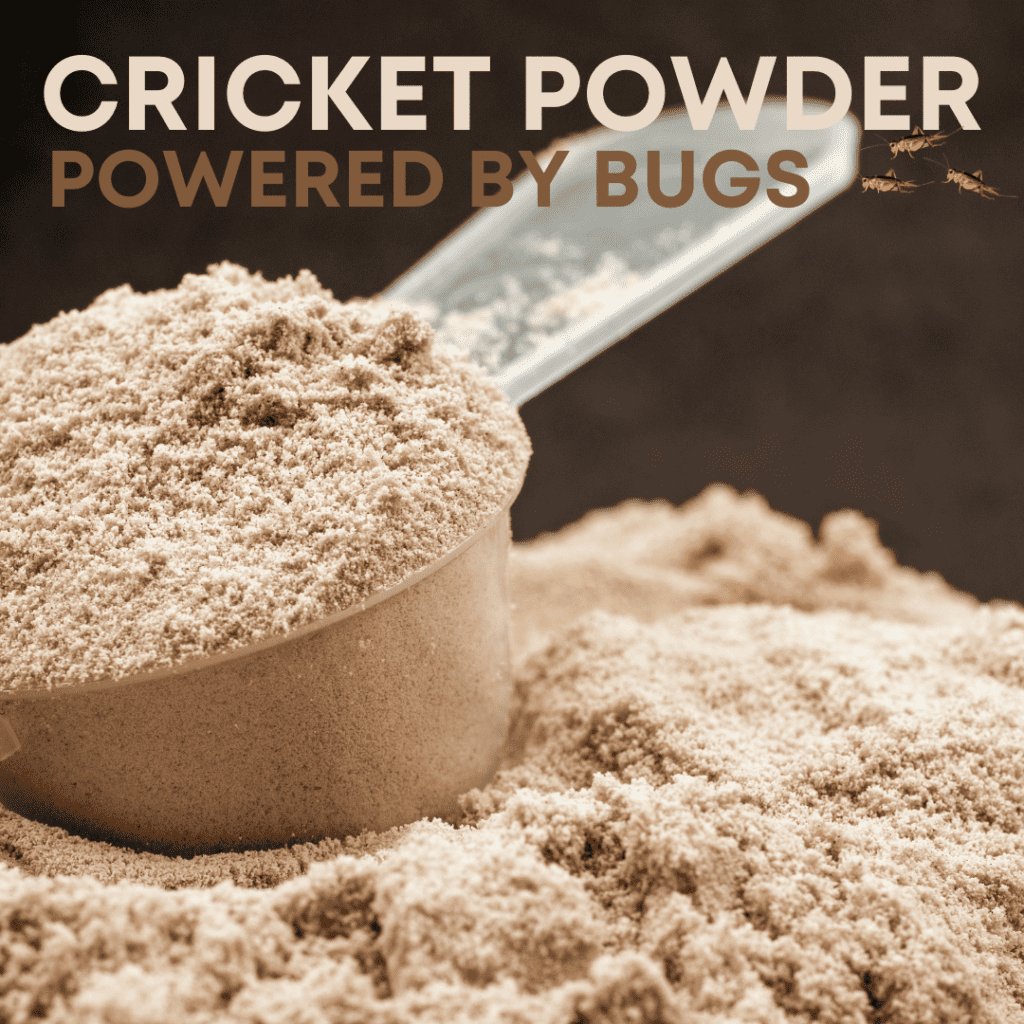 If you are wondering how cricket flour is made, after steaming, roasting, and grinding into a fine powder, over 90% of the cricket is digestible including chitin, which in addition to being a great alternative source of protein, makes it one of the top prebiotic rich foods available.