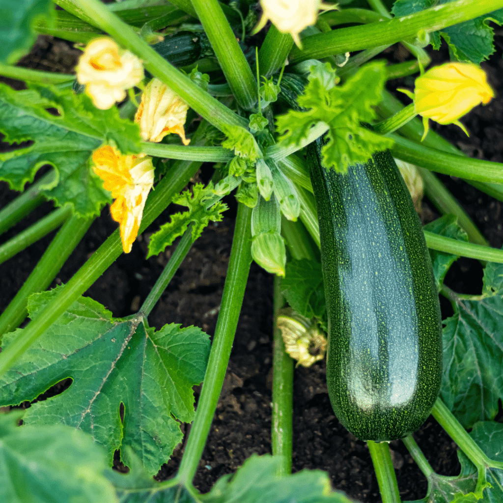 Summer squash grows in abundance in your garden, use the raw zucchini (courgette) to make a ribbon zucchini salad.