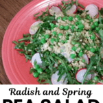 Enjoy this superfood recipe - radish and spring pea salad on a bed of arugula and farro.