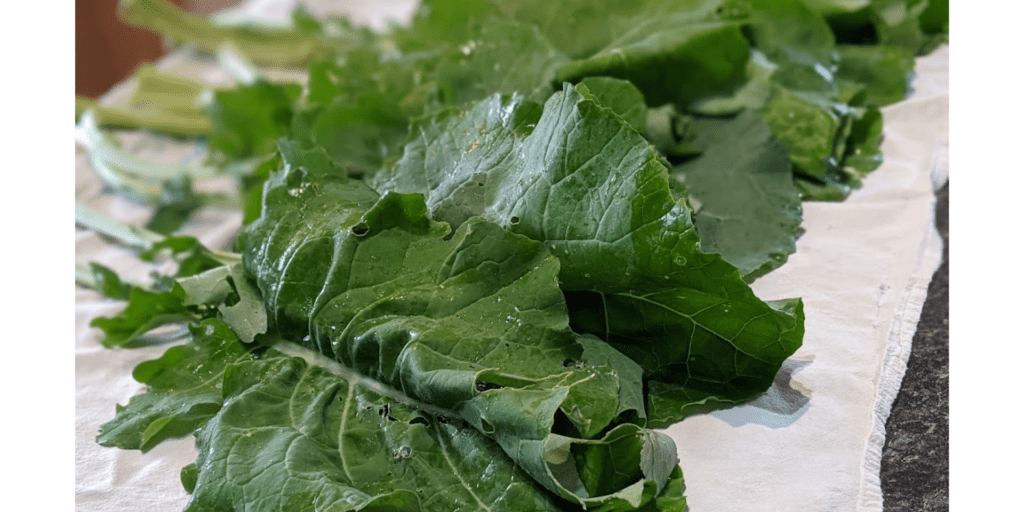 When you want to make fresh kale chips in oven or dehydrator, start by washing kale and removing leaves from stalk.