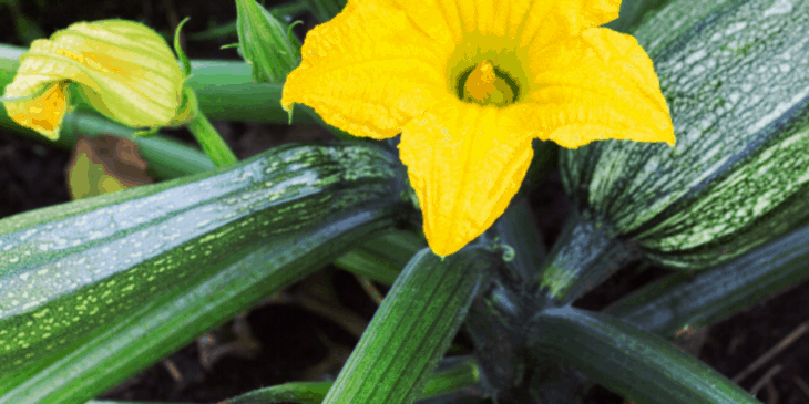 Zucchini plant growing in a garden. A beautiful yellow zucchini flower in bloom. This is an ingredient used in mini zucchini carrot muffins.