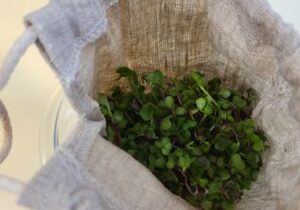 radish microgreens sprouted in a hemp drawstring bag